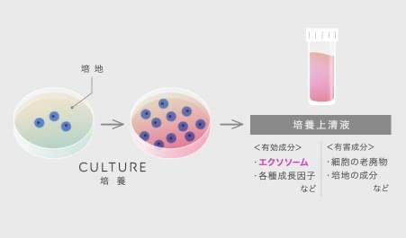 培養上清液の有効成分と有害成分