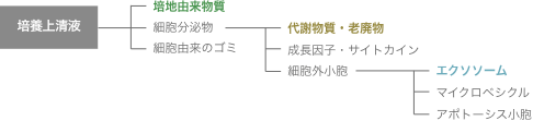 培養上清液→培地由来物質→代謝物質・老廃物質→エクソソーム