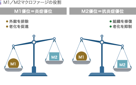M1/M2マクロファージの役割
