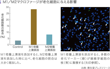 M1/M2マクロファージが老化細胞に与える影響